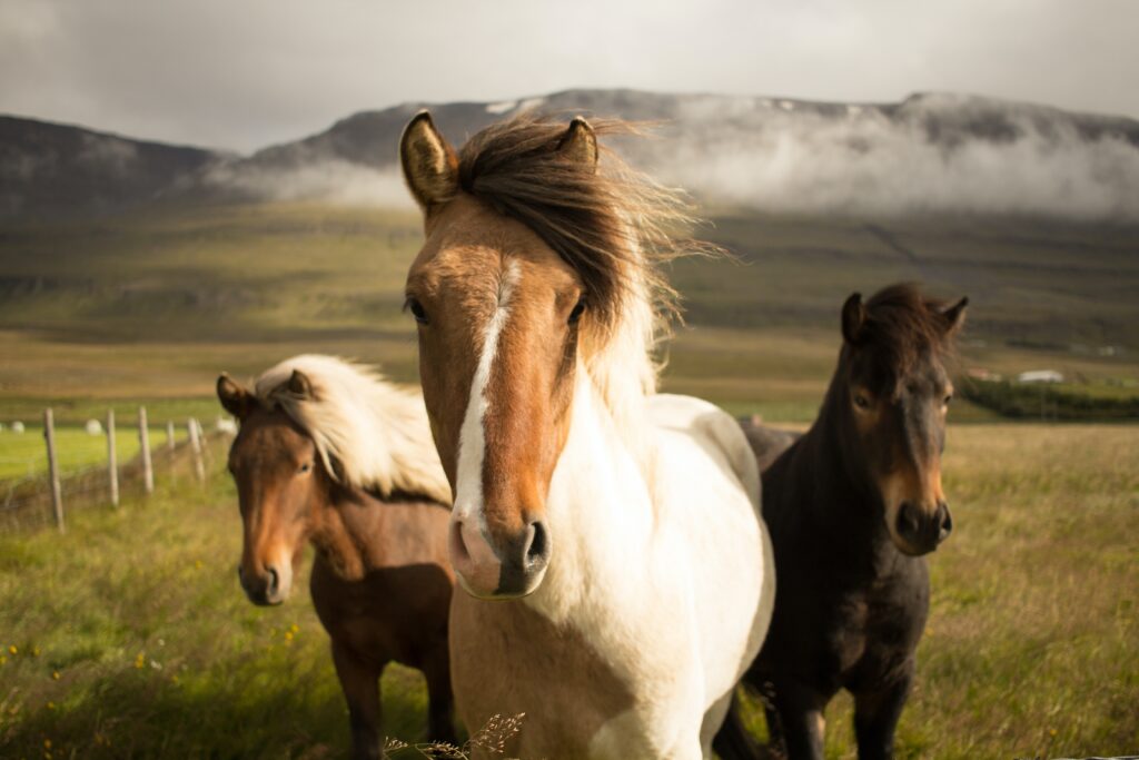 Bilden visar hästar som är ute på bete. Mineralerfoder häst är ett viktigt tillskott.